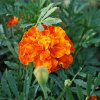 Tagetes patula